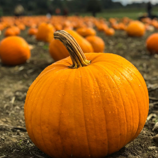 Pumpkin Nights!